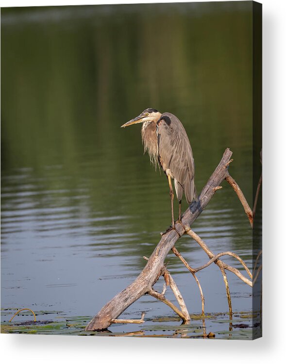 Great Blue Heron Acrylic Print featuring the photograph Great Blue Heron 2019-15 by Thomas Young