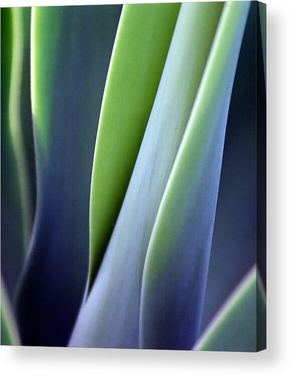 Sparse Acrylic Print featuring the photograph Green Smooth Leaves by Sergeo syd