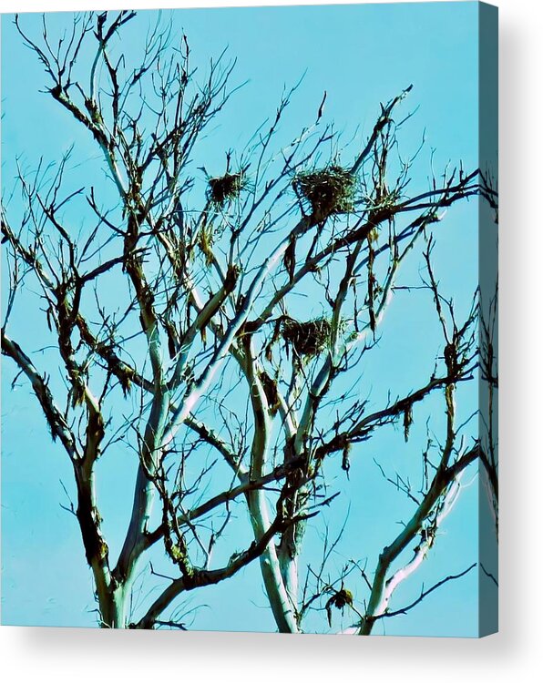 Arizona Acrylic Print featuring the photograph Heron Nests by Judy Kennedy
