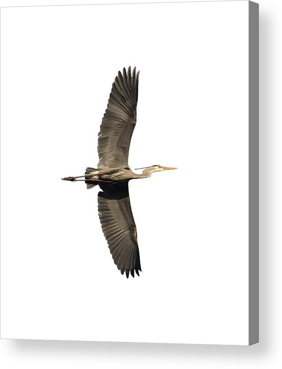 Great Blue Heron Acrylic Print featuring the photograph Isolated Great Blue Heron 2018-1 by Thomas Young
