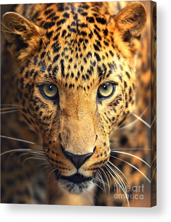 Big Acrylic Print featuring the photograph Leopard Portrait by Kyslynskahal