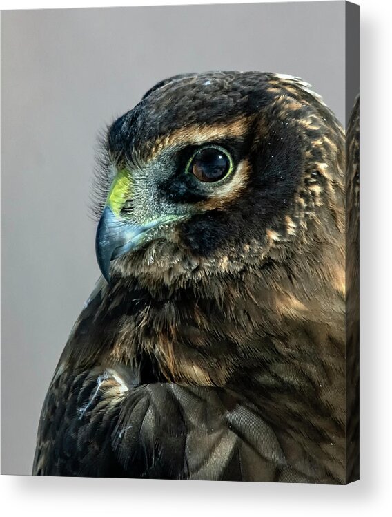 Raptor Acrylic Print featuring the photograph Northern Harrier Head Shot 3 by Rick Mosher