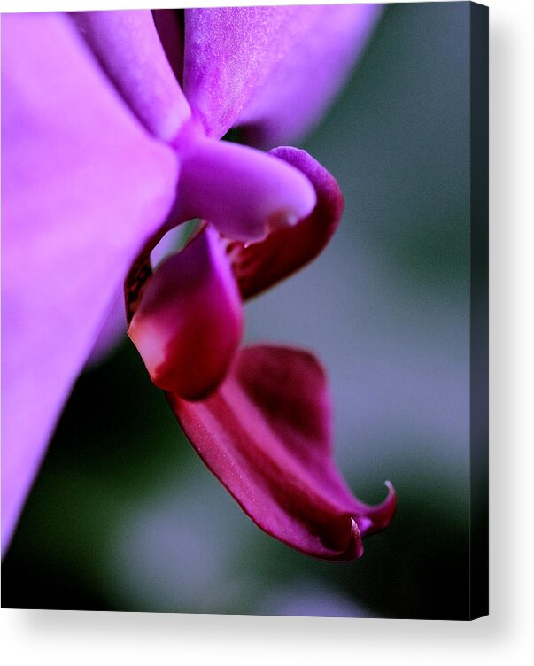 Flower Acrylic Print featuring the digital art Orchid Jewel by Sherry Hallemeier