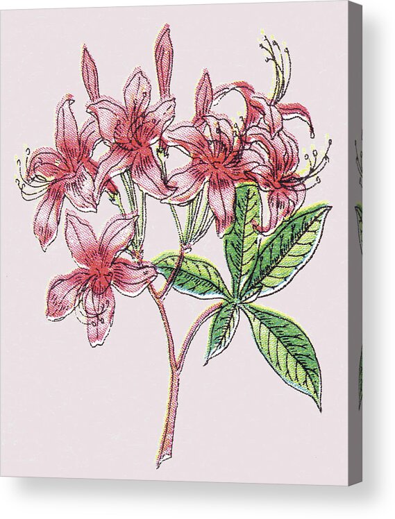 Bloom Acrylic Print featuring the drawing Pink Flowers by CSA Images