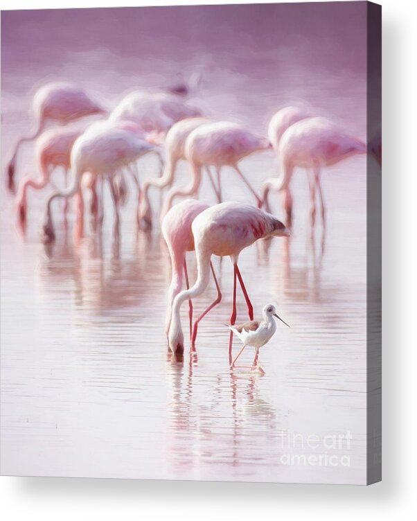 Tranquility Acrylic Print featuring the photograph Pink, Purple And Greater Flamingos by Vicki Jauron, Babylon And Beyond Photography