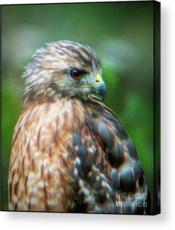 Bird Acrylic Print featuring the photograph Portrait of a Hawk by Sue Melvin