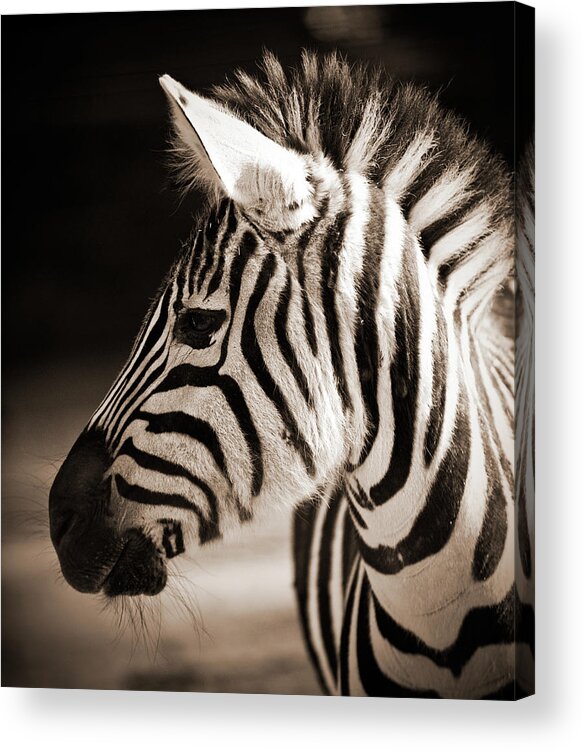Black Color Acrylic Print featuring the photograph Portrait Of A Young Zebra by Cruphoto