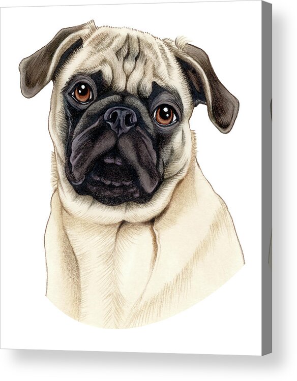 Pug Fawn Acrylic Print featuring the mixed media Pug Fawn by Tomoyo Pitcher