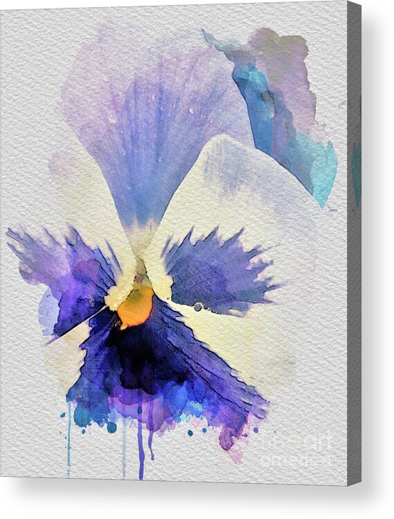 Watercolor Acrylic Print featuring the painting Purple Pansy by Tracey Lee Cassin