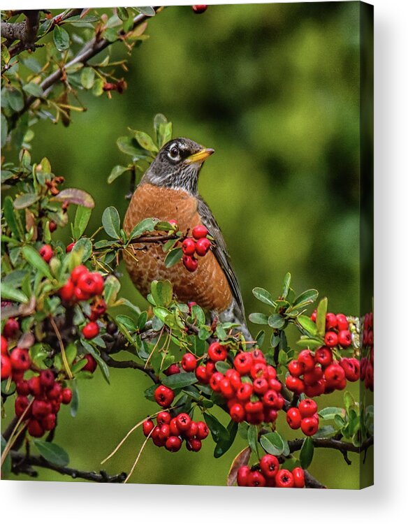 Linda Brody Acrylic Print featuring the photograph Robin in Red Berry Bush 3 by Linda Brody