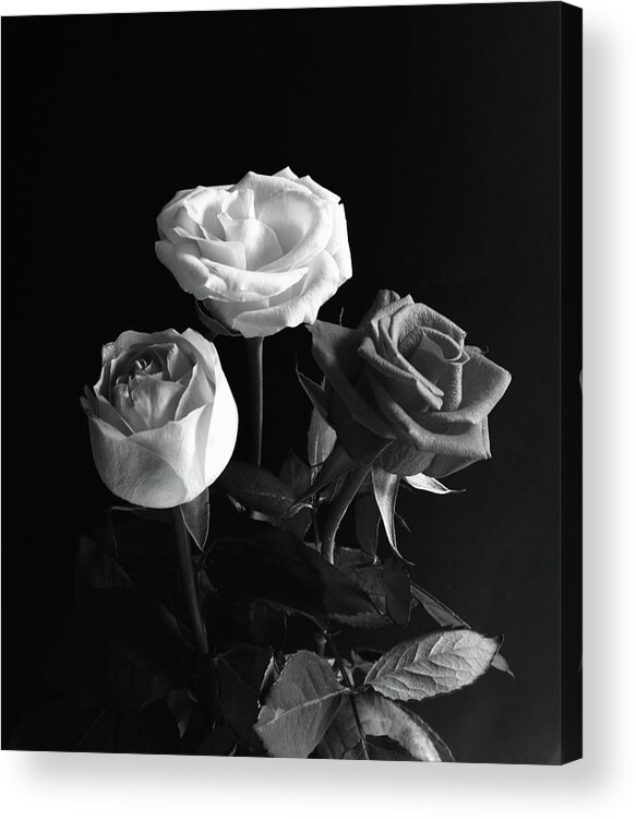 Three Roses Acrylic Print featuring the photograph Three Roses Monochrome by Jeff Townsend