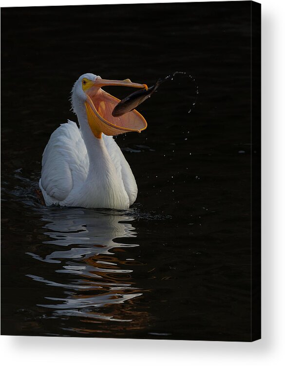 Pelican Acrylic Print featuring the photograph Too Hard To Escape From This Big Mouth by Cheng Chang