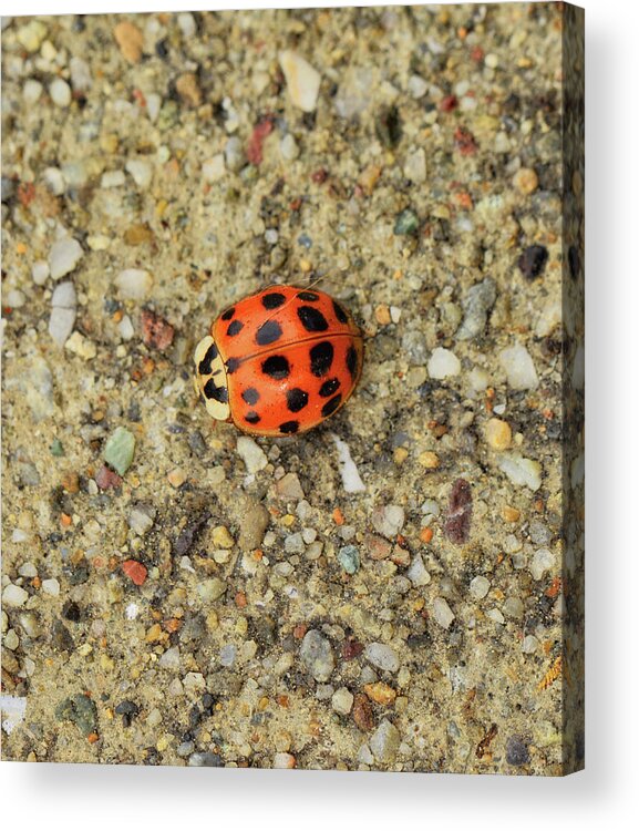 Ladybug Acrylic Print featuring the photograph Trying To Blend In by Donna Blackhall