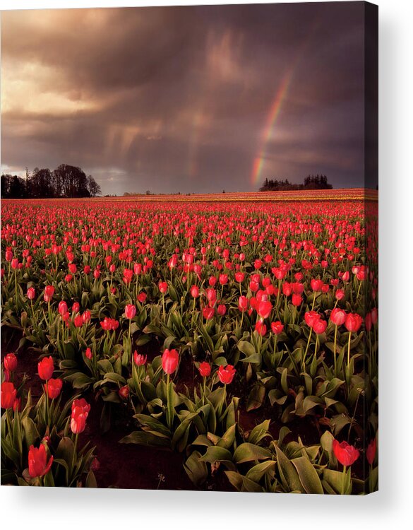 Outdoors Acrylic Print featuring the photograph Tulips And Rainbows by Jamey Pyles Photography
