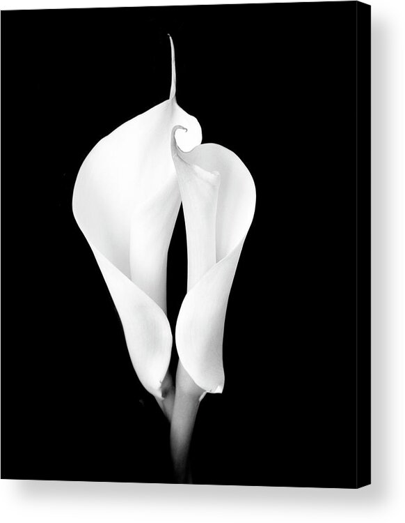 Calla Lily Acrylic Print featuring the photograph Two White Calla Lilies by Eversofine