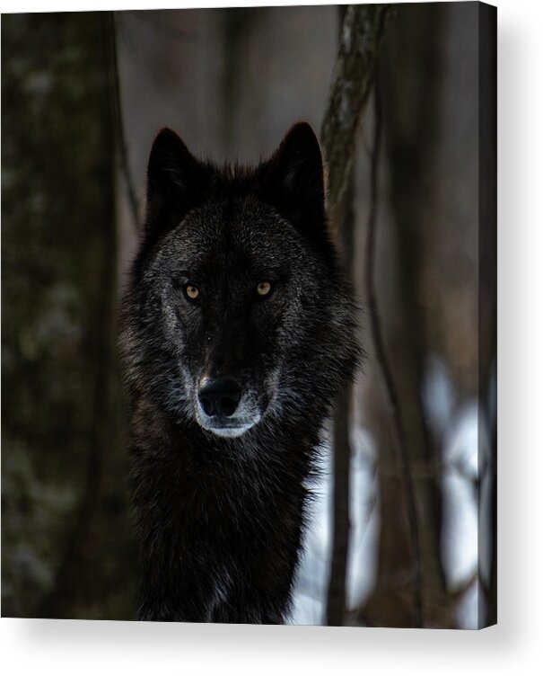 British Columbian Wolf Acrylic Print featuring the photograph Watching by Rose Guinther