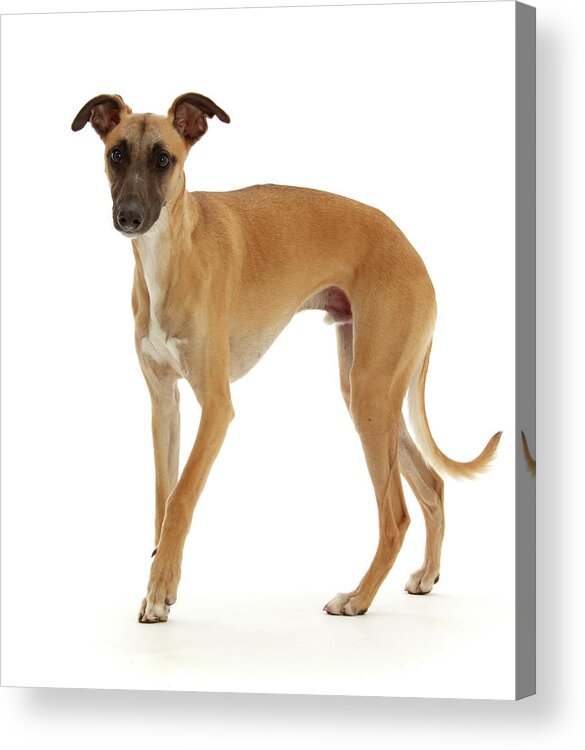 Animal Acrylic Print featuring the photograph Whippet Lurcher Dog, 1 Year Old, Walking by Mark Taylor