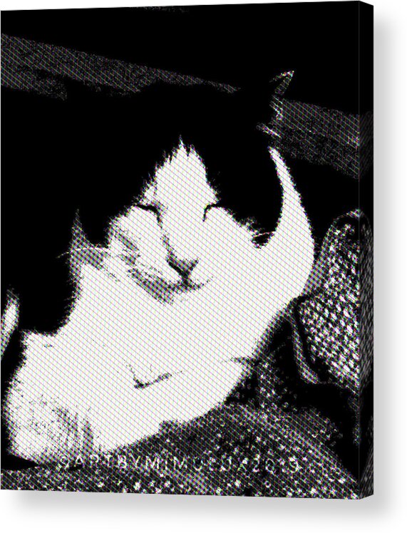 Cat Acrylic Print featuring the photograph Zen Cat by Mimulux Patricia No