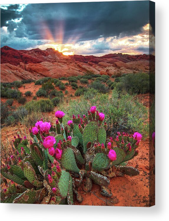 Spring Acrylic Print featuring the photograph Valley of Fire #1 by Wasatch Light