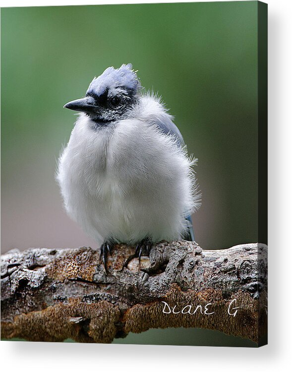 Blue Jay Acrylic Print featuring the photograph Blue Jay #13 by Diane Giurco