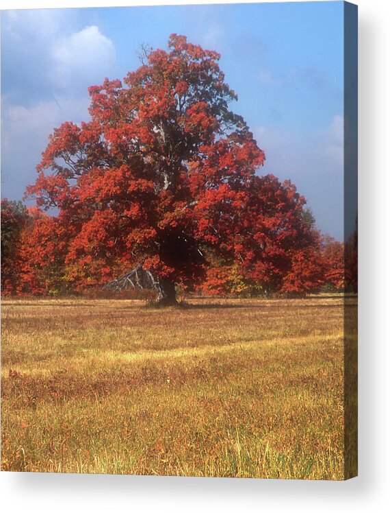 Autumn Acrylic Print featuring the photograph Bursting With Color #3 by Dave Mills