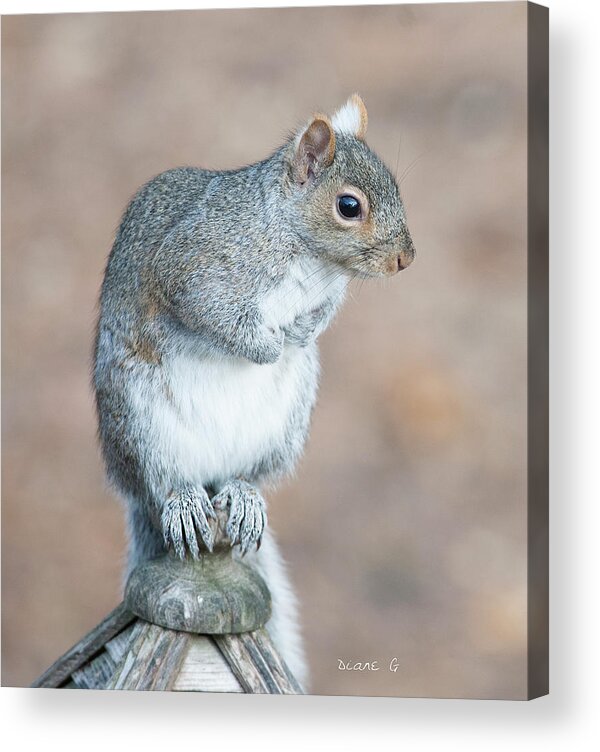 Eastern Grey Squirrel Acrylic Print featuring the photograph Eastern Grey Squirrel #4 by Diane Giurco