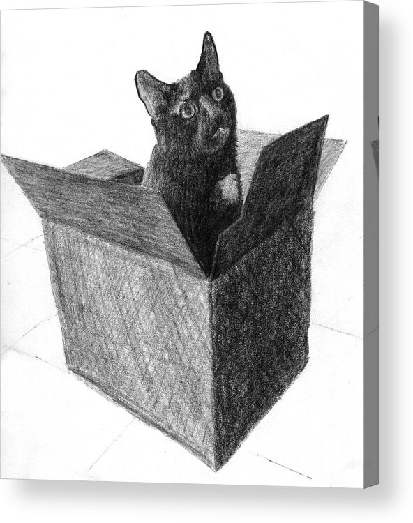 Cat Acrylic Print featuring the drawing A black cat in a box sticking his head out of the box by Tim Murphy