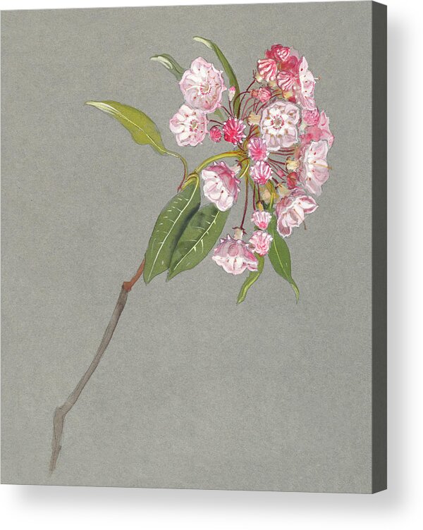 19th Century Acrylic Print featuring the painting A Bough of Mountain Laurel with Leaves and Blossoms by MotionAge Designs
