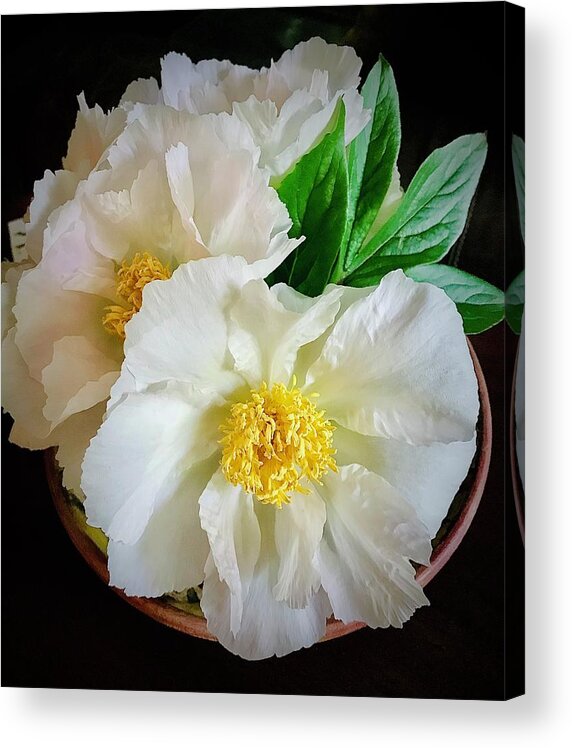 Peonies Acrylic Print featuring the photograph A Plate Full Of Peonies by Alida M Haslett