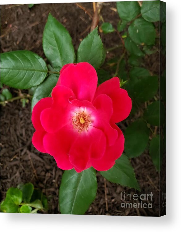 A Rose Acrylic Print featuring the painting All Love by Margaret Welsh Willowsilk