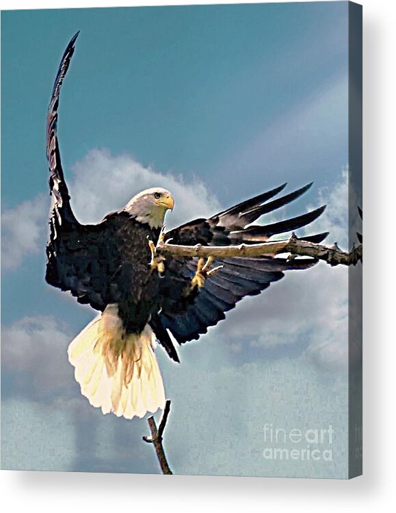 Bald Eagle Acrylic Print featuring the photograph Bald Eagle Landing by Charlene Adler