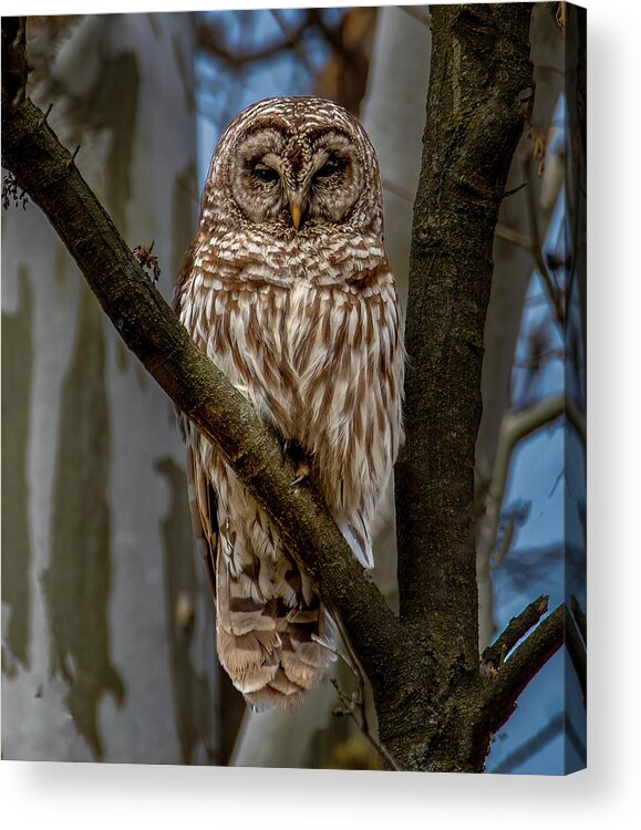 Animal Acrylic Print featuring the photograph Barred Owl by Brian Shoemaker