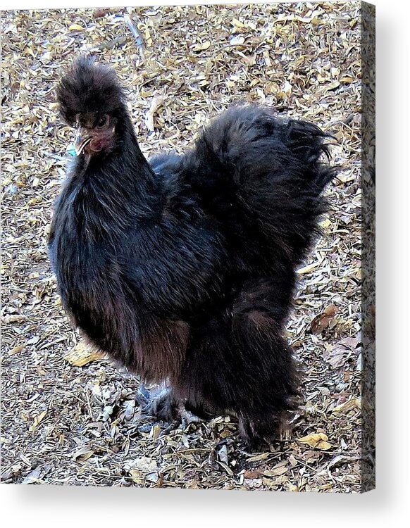 Black Chickens Acrylic Print featuring the photograph Black Silkie Bantam by Linda Stern