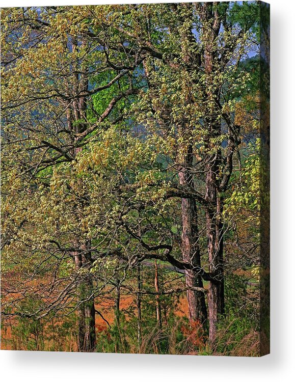 Tim Fitzharris Acrylic Print featuring the photograph Cades Cove, Great Smoky Mountains National Park, Tennessee by Tim Fitzharris
