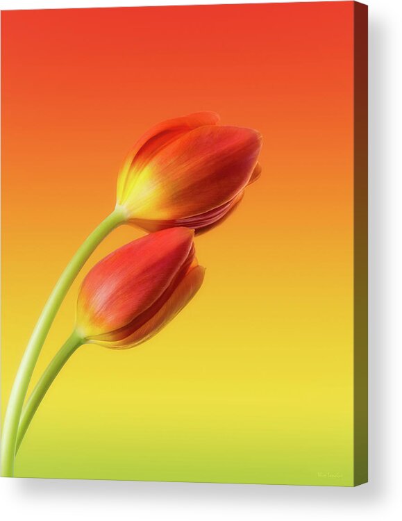 Tulips Acrylic Print featuring the photograph Colorful Tulips by Wim Lanclus