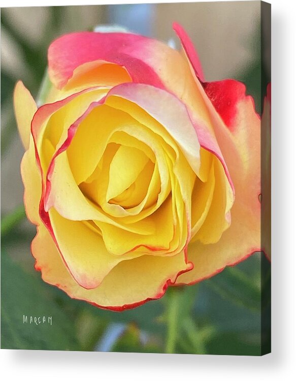 Beautiful Rose Acrylic Print featuring the digital art Colourful Rose by Mariam Bazzi