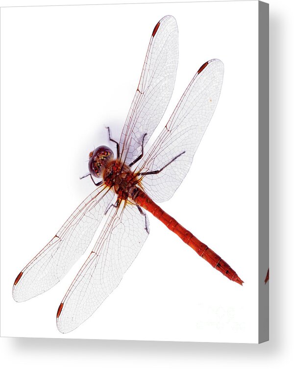 Common Darter Dragonfly Acrylic Print featuring the photograph Common Darter Dragonfly by Warren Photographic