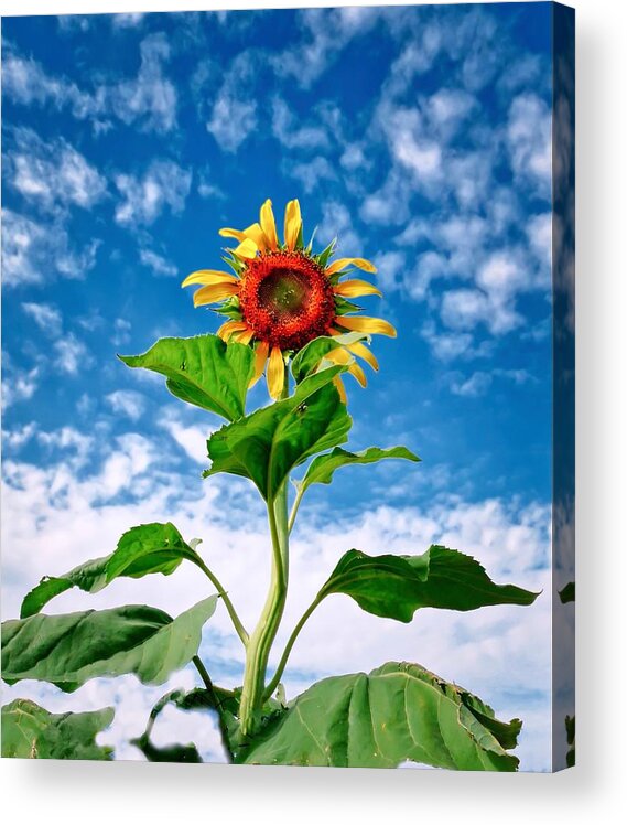 Yellow Acrylic Print featuring the photograph Dancing Desert Sunflower by Judy Kennedy
