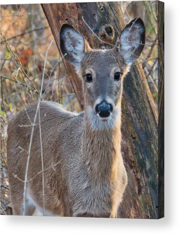 Nature Acrylic Print featuring the photograph Deer in the Headlights by Judy Cuddehe