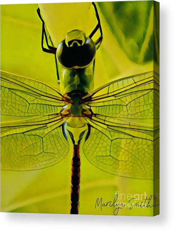 Insect Acrylic Print featuring the painting Dragon Fly by Marilyn Smith