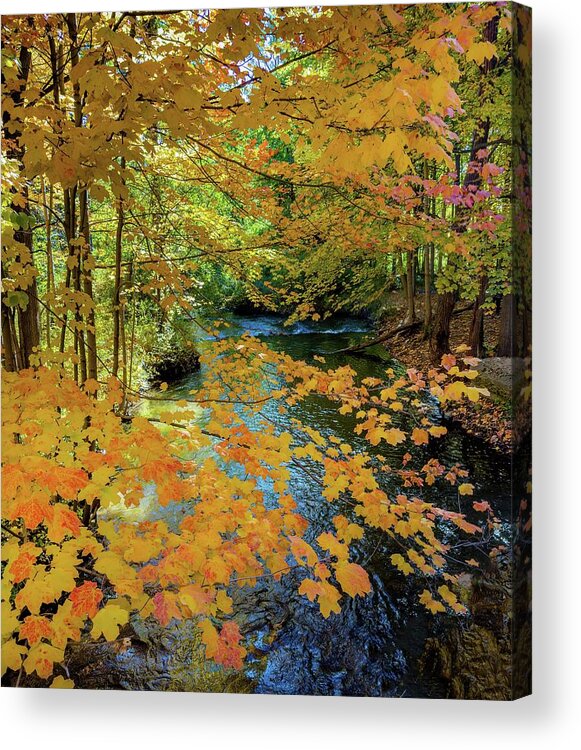 Tahquamenon Falls Acrylic Print featuring the photograph Fall aand Paint Creek Golden River IMG_5715 by Michael Thomas