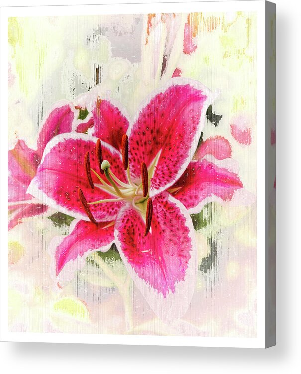 Lily Acrylic Print featuring the photograph Gazing at a Stargazer Lily by Ola Allen