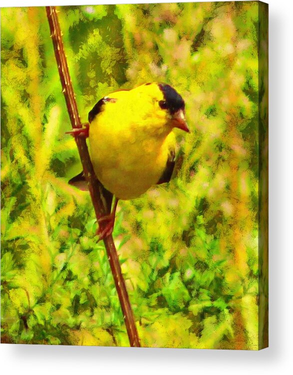 Goldfinch Acrylic Print featuring the mixed media Goldfinch by Christopher Reed