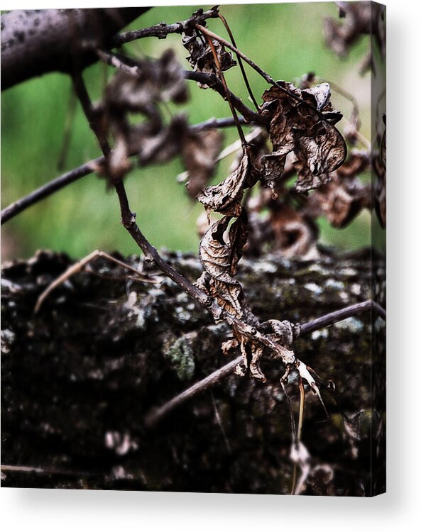 Dead Leaves Acrylic Print featuring the photograph Hanging On by Simone Hester