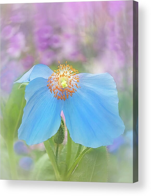 Poppy Acrylic Print featuring the photograph Himalayan Blue Poppy - In The Garden by Sylvia Goldkranz