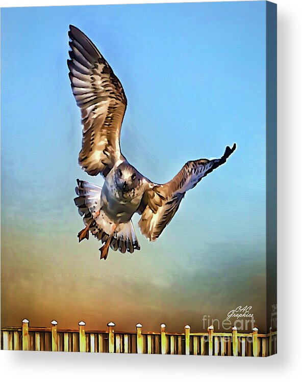Seagull Acrylic Print featuring the painting In Flight by CAC Graphics