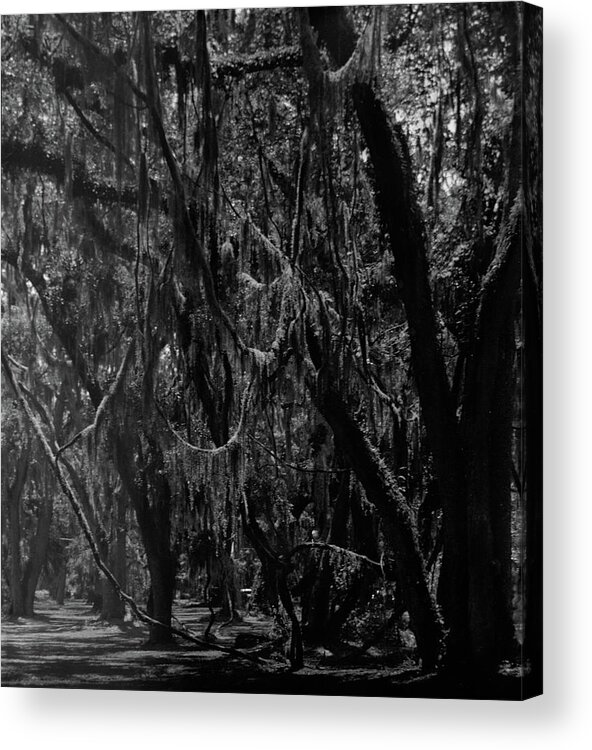 Georgia Acrylic Print featuring the photograph Live Oaks, Spanish Moss and Vines, St. Simons Park by John Simmons