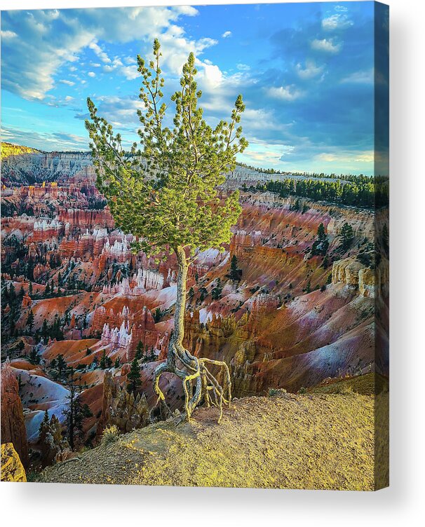 Bryce Canyon Acrylic Print featuring the photograph Living on the Edge by Ron Long Ltd Photography