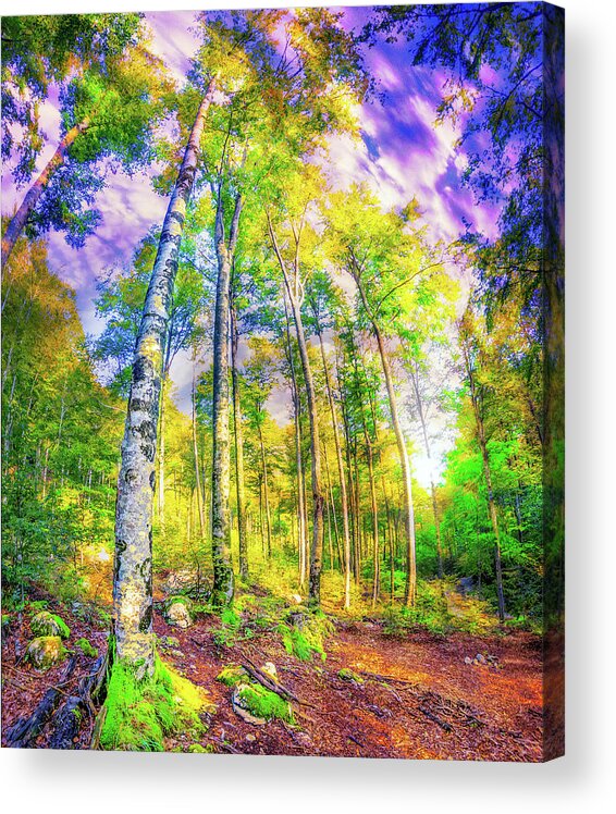 Birch Acrylic Print featuring the photograph Magical Forest green yellow birch foliage by Eszra Tanner