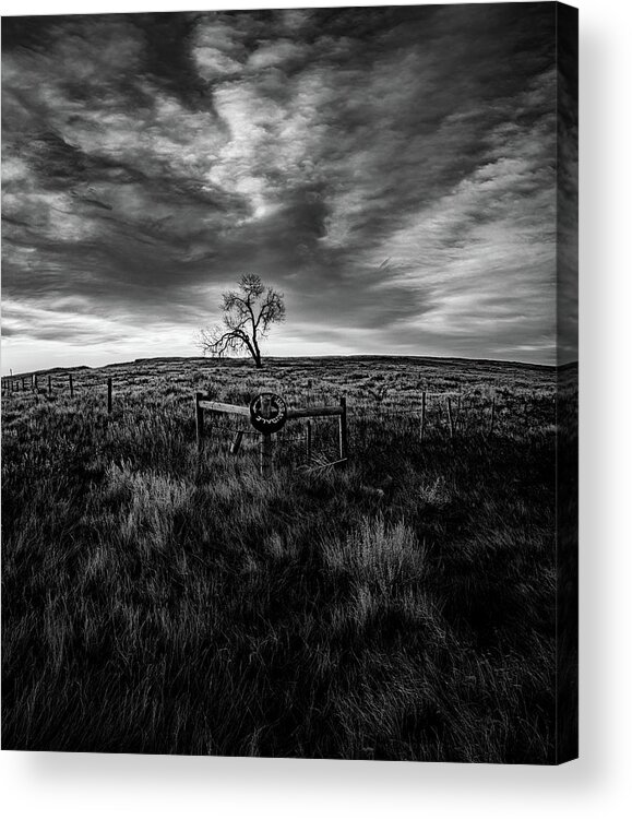  Acrylic Print featuring the photograph Murray Tree Monochrome by Darcy Dietrich